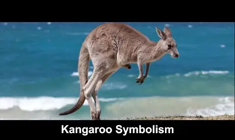 カンガルーの象徴性