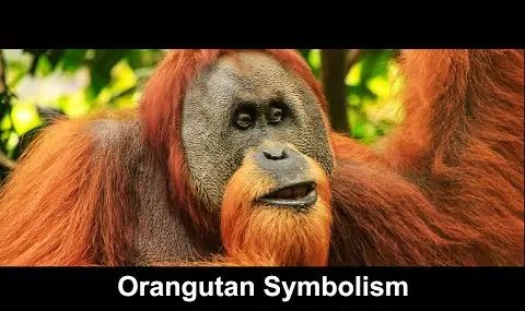 Simbolismo do Orangotango