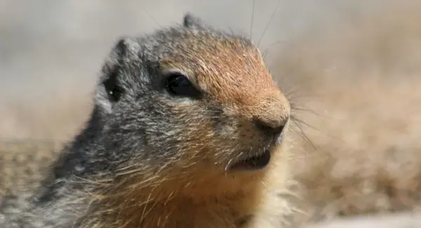 プレーリードッグ トーテム、プレーリードッグ ドリーム、メッセージ