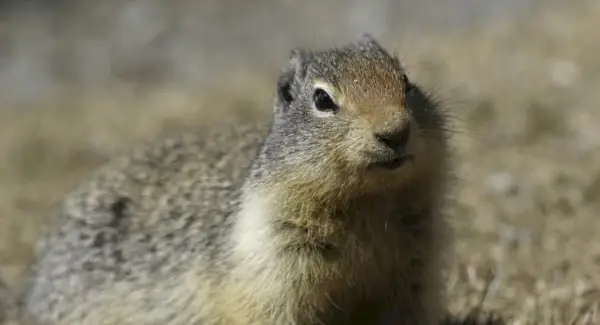 プレーリードッグの象徴性