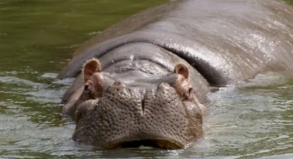 Flodhestsymbolik, Flodheste Betydning, Flodhest Totem, Flodhestdrøm