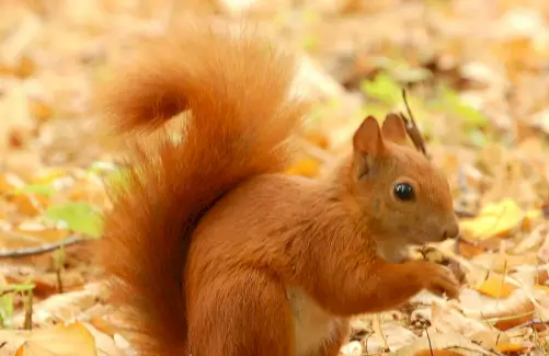 Écureuil, Messages Animaux, Totems, Signification De L'écureuil, Symbolisme De L'écureuil, Totem D'écureuil, Rêve D'écureuil, Animal Spirituel D'écureuil