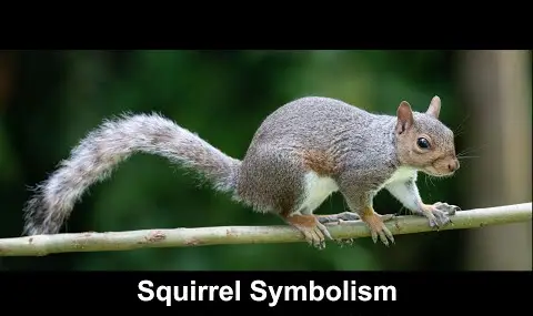 Symbolisme de l'écureuil