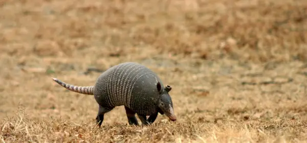 Eine Nachricht von Armadillo