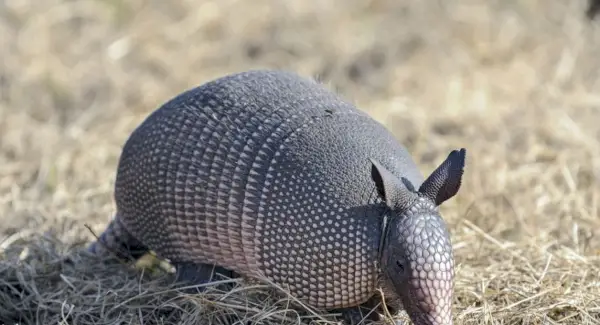 Gürteltier-Symbolik