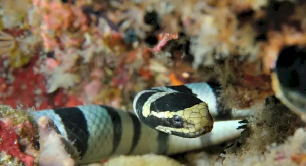 Sen o wężu morskim