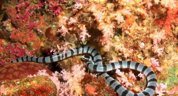 Symbolika węża morskiego