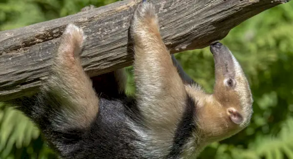 Symbolika mravenečníka