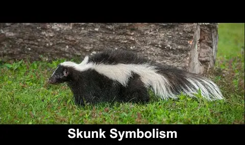 스컹크 상징주의