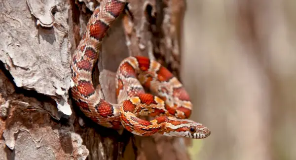 Symbolika hada, význam hada, hadí totem, hadí sen a správy