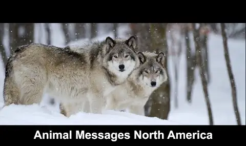 Přehrávač YouTube