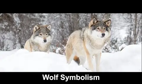 Vlčí symbolika