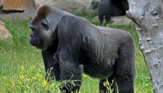 Totem de gorila, sonho de gorila e mensagens