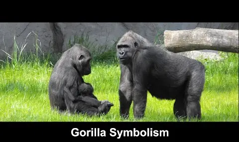 Simbolismo do Gorila