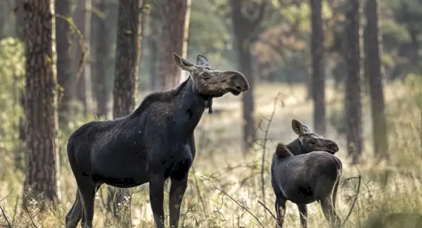 ヘラジカの象徴、ヘラジカの意味、ヘラジカのトーテム、ヘラジカの夢、そしてメッセージ