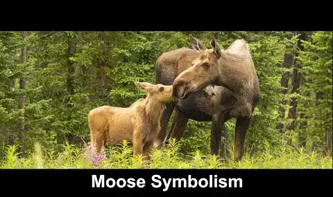 ヘラジカの象徴性