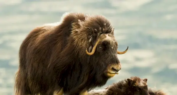 Simbolismo do boi almiscarado