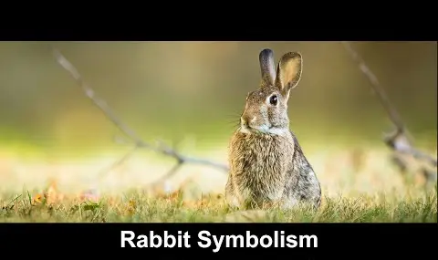 ウサギの象徴性