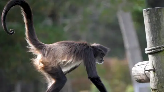 검은 거미 원숭이, 육지 동물, 동물 토템, 동물 메시지, 원숭이 상징, 원숭이 의미, 원숭이 토템, 원숭이 꿈, 메시지