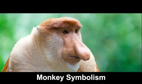 원숭이 상징주의