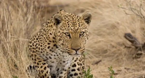 Simbolismo del leopardo