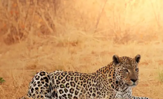 Significado del leopardo