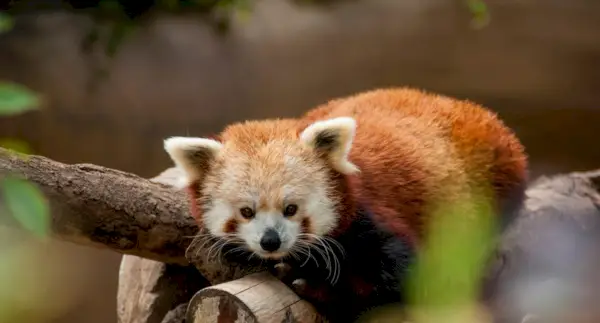 레서판다의 상징주의