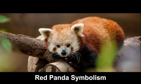 레서판다의 상징주의