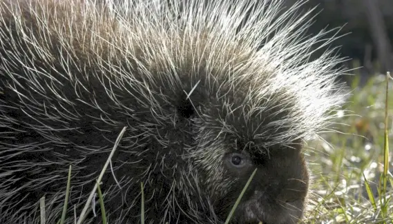 Symbolisme du porc-épic