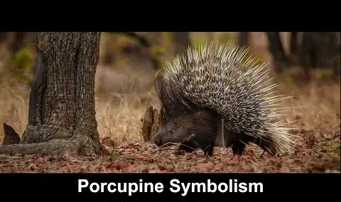 Symbolisme du porc-épic