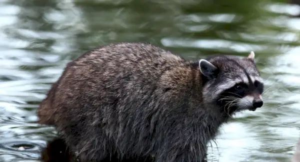 Simbolismo del mapache, significado del mapache, tótem del mapache, sueño del mapache y mensajes