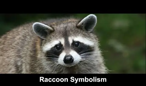 Simbolismo del mapache