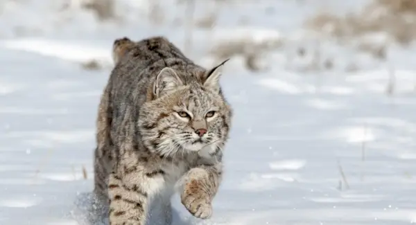 Symbolika rysia, sny i przesłania