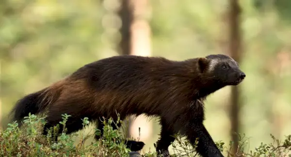 울버린의 상징, 꿈, 메시지
