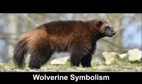 울버린 상징주의