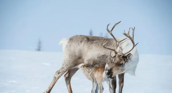 Rensdyrsymbolik, drømme og budskaber