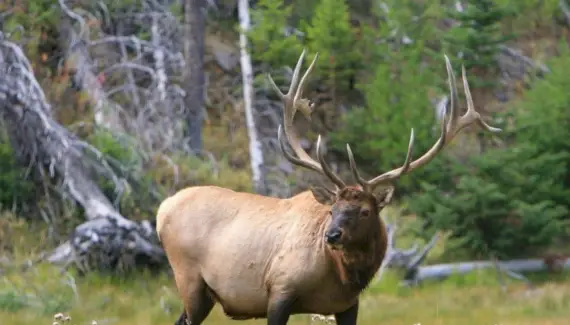 ヘラジカの象徴性
