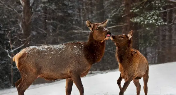 ヘラジカの意味