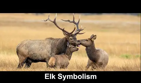 ヘラジカの象徴性