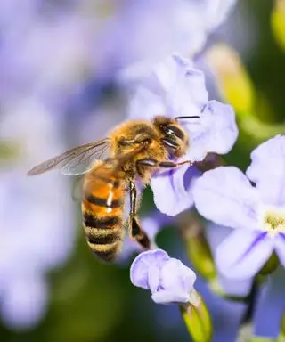 Zabíjí ocet vosy? Odborníci na hubení škůdců váží