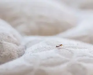 Qual è la causa principale delle cimici? Gli esperti consigliano come evitare di portare a casa gli ospiti nocivi