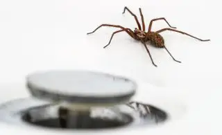 13 måter å holde edderkopper unna – naturlig og uten å drepe dem