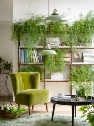 Plantas de casa - ideias de feng shui para sala de estar