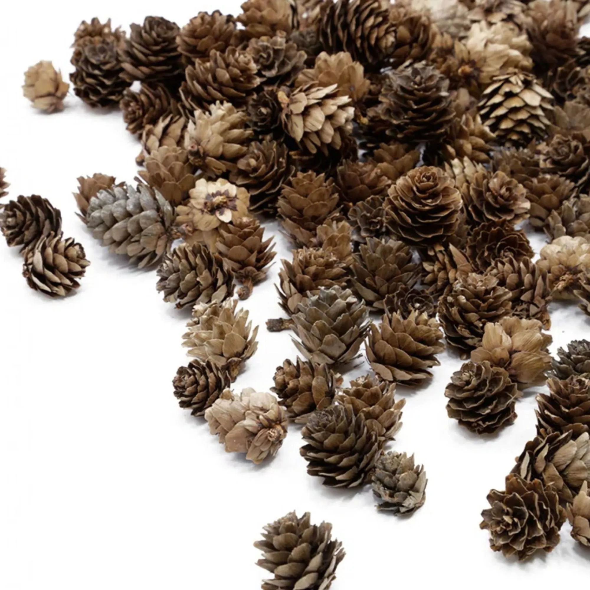 סט אצטרובלים מיניאטוריים' loading='lazy' title=