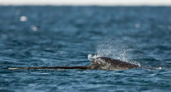 일각고래 상징주의