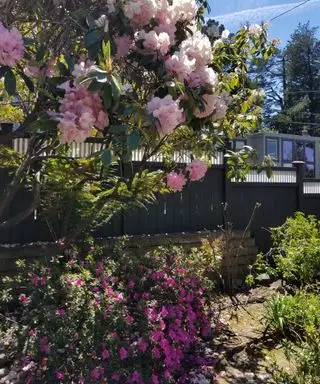 Clôture sombre entourée de fleurs roses