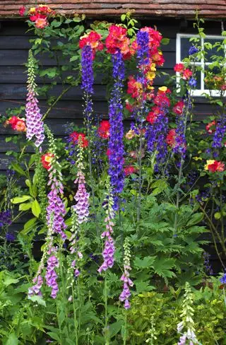 come progettare un giardino in cottage con digitali e rose