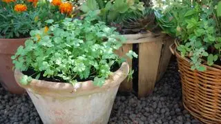 Comment faire pousser de la coriandre en pot