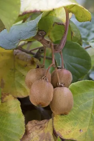 Cómo cultivar kiwi a partir de semillas: para obtener las frutas más deliciosas