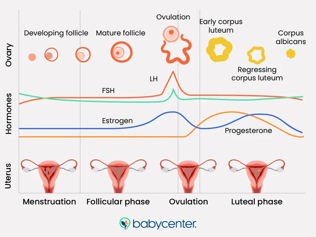 Comment fonctionne votre cycle menstruel